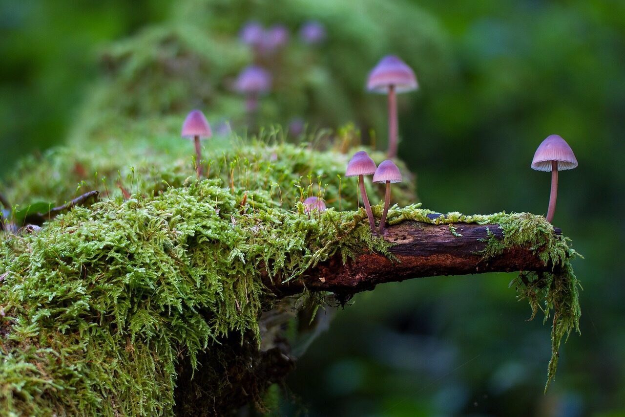 mushrooms, moss, fungi, lichen, forest, nature, moss, forest, forest, forest, forest, forest