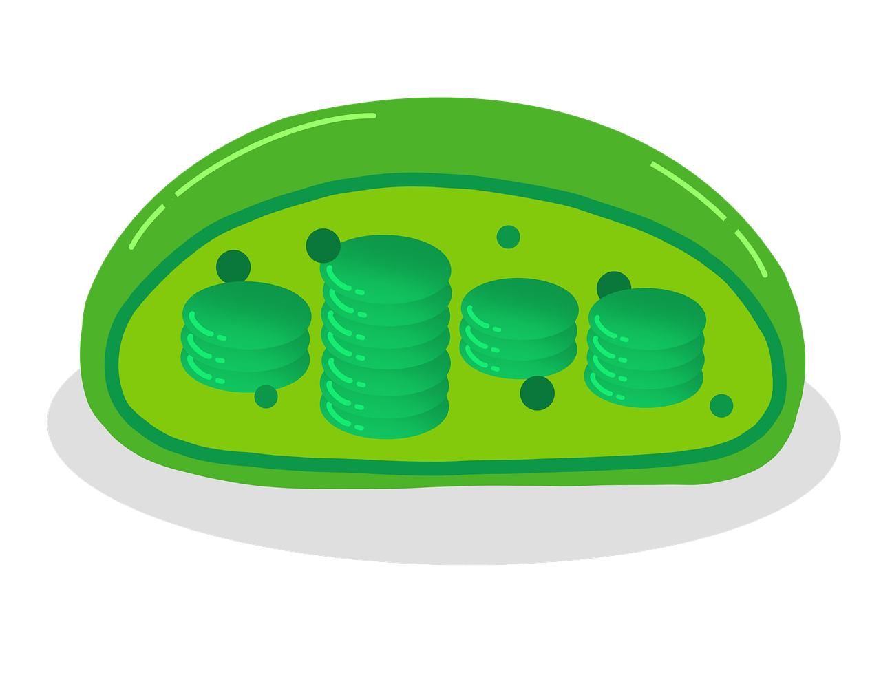 chloroplasts, cell, biology, cell organelle, chlorophyll, plant cell, double membrane, photosynthesis, plastid, science, cut out, chlorophyll, plant cell, plant cell, plant cell, plant cell, plant cell, photosynthesis, photosynthesis, photosynthesis