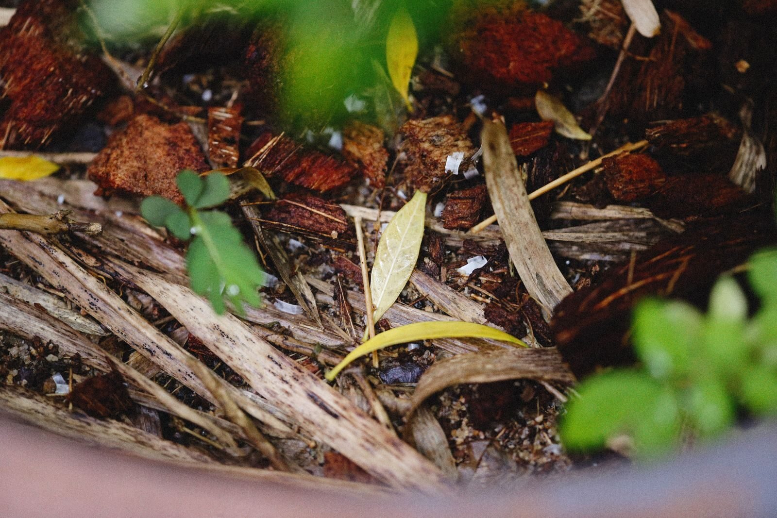 Decomposing plant material and mulch breaking down in soil