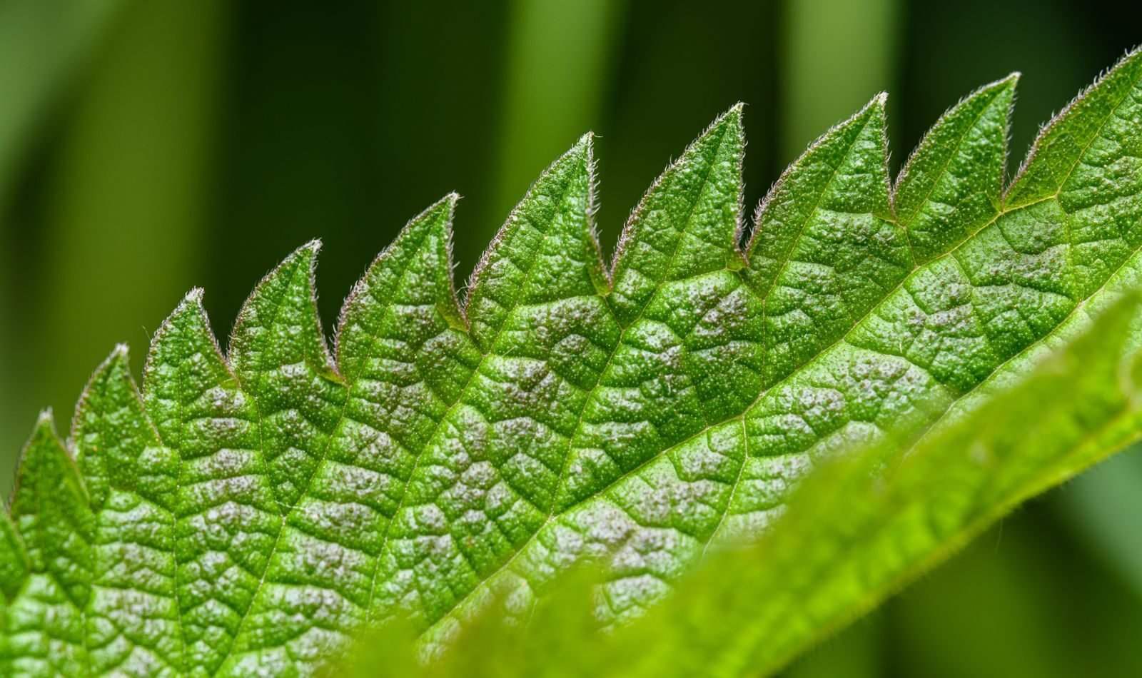 Close-up of a green leaf showing its veins and serrated edge