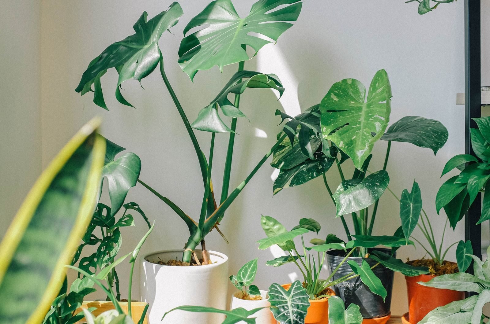 A cluster of healthy indoor houseplants including monstera and snake plant