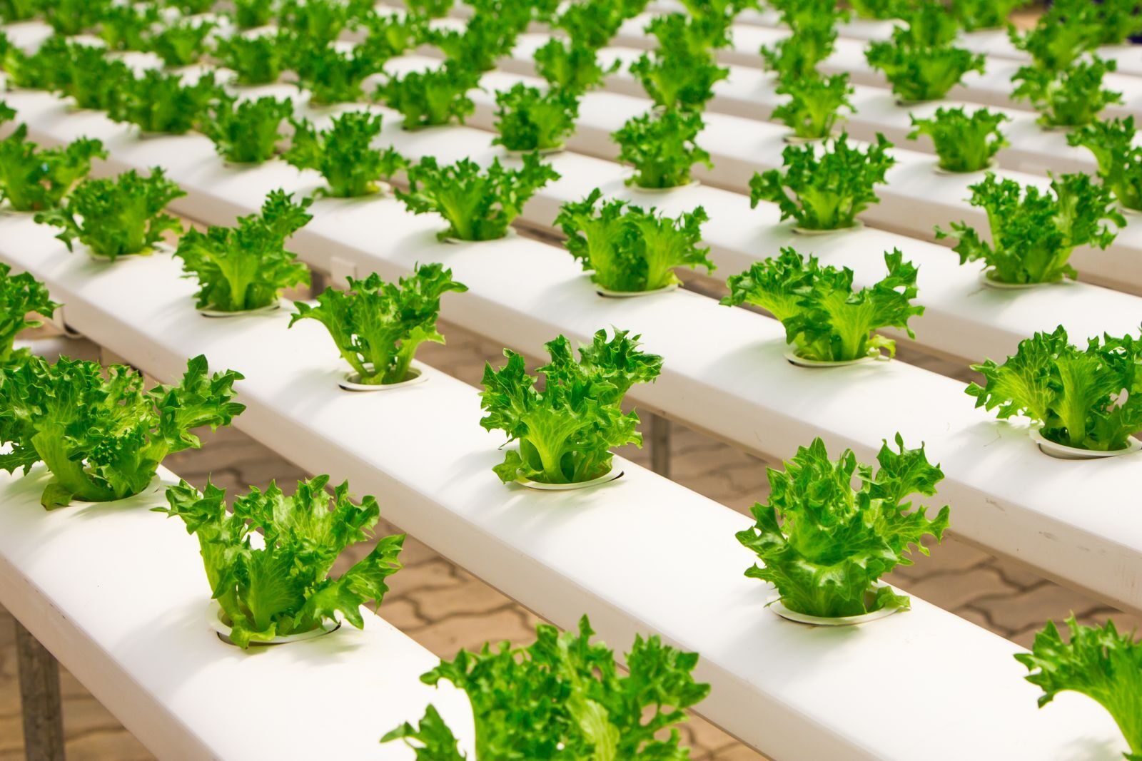 Rows of lettuce growing in a hydroponic net-pot system