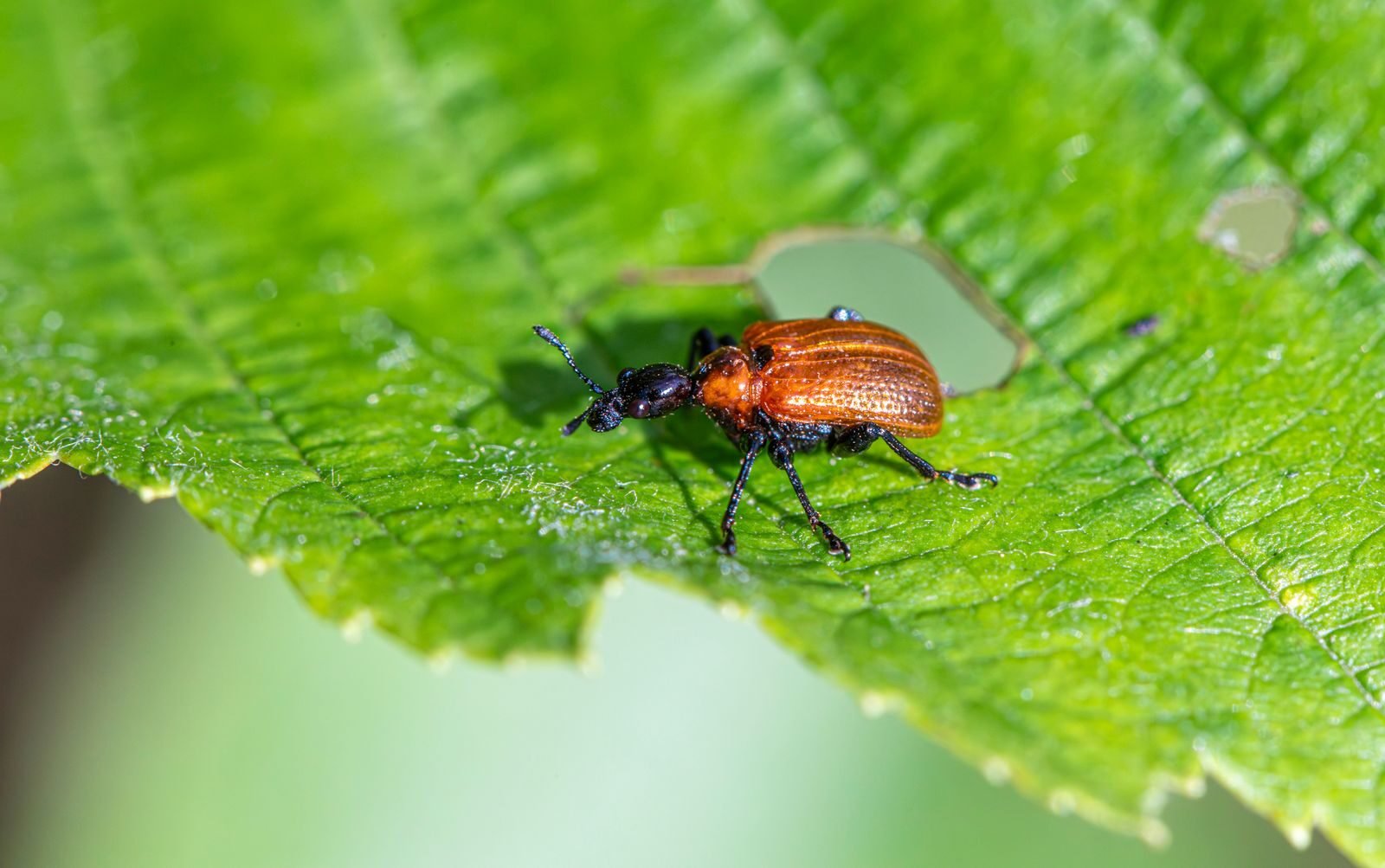A small beetle on a green leaf with feeding damage