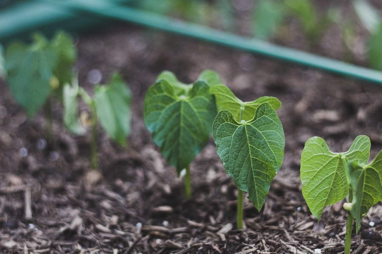 Young vegetable seedlings growing in rows in a garden bed