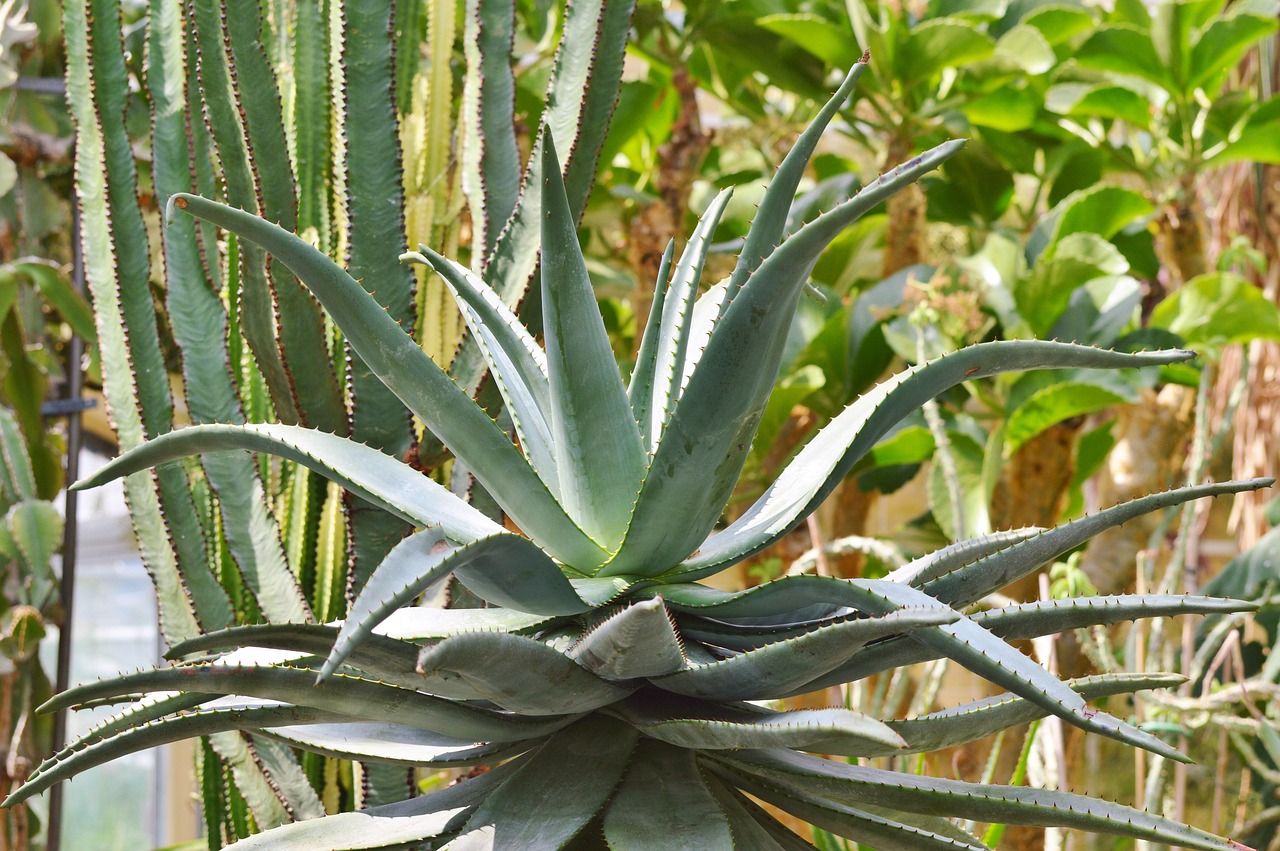 agave, cactus, succulent, spur, prickly, green, desert, plant, desert cactus, nature, agave, agave, agave, agave, agave