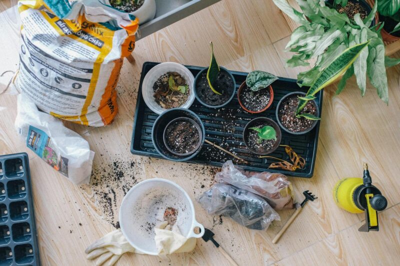 How to Start Indoor Gardening for Beginners.