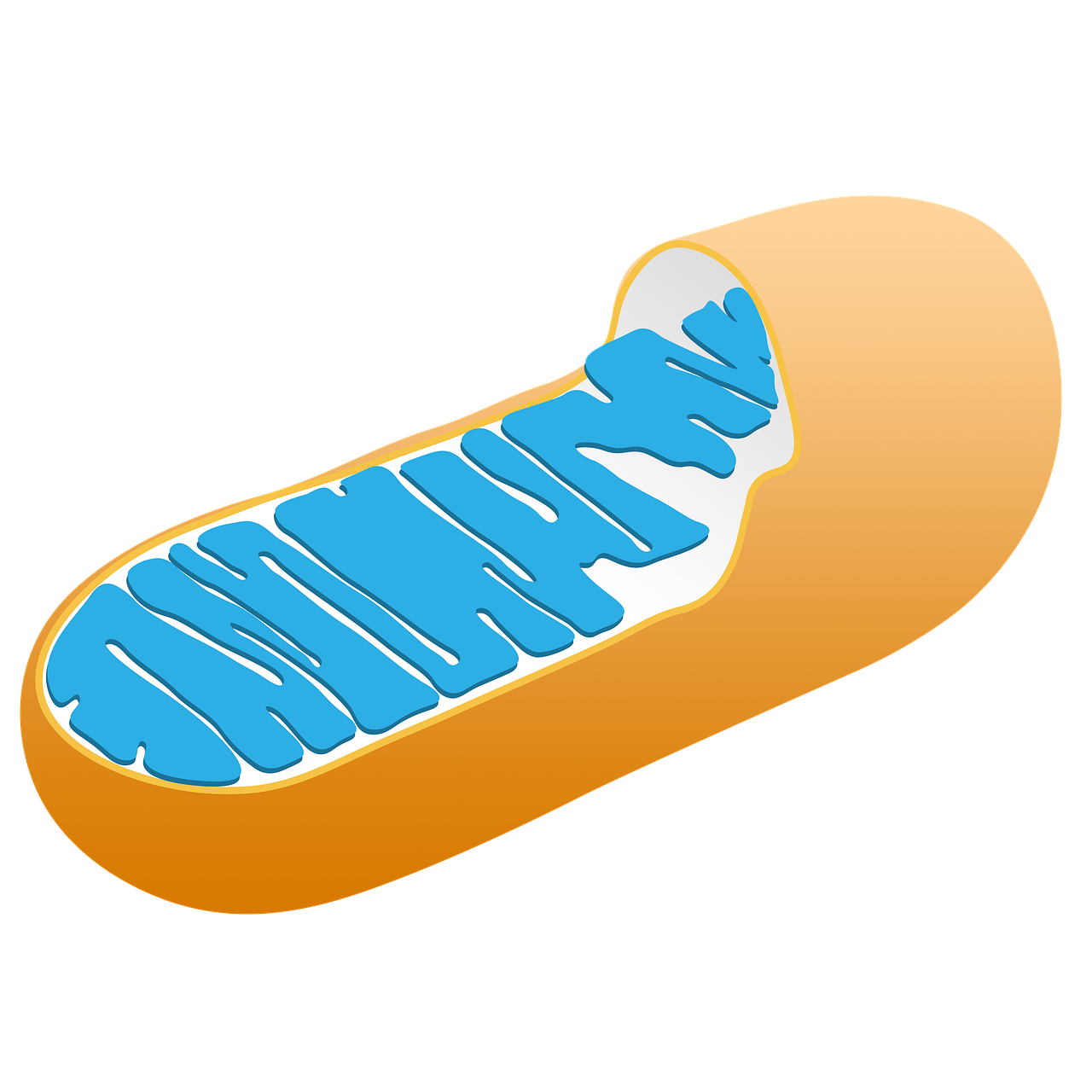 mitochondria, cell, biology, science, structure, medical, human, mitochondrion, membrane, microbiology, health, medicine, body, microscopic, scientific, research, mitochondria, mitochondria, mitochondria, mitochondria, mitochondria, mitochondrion