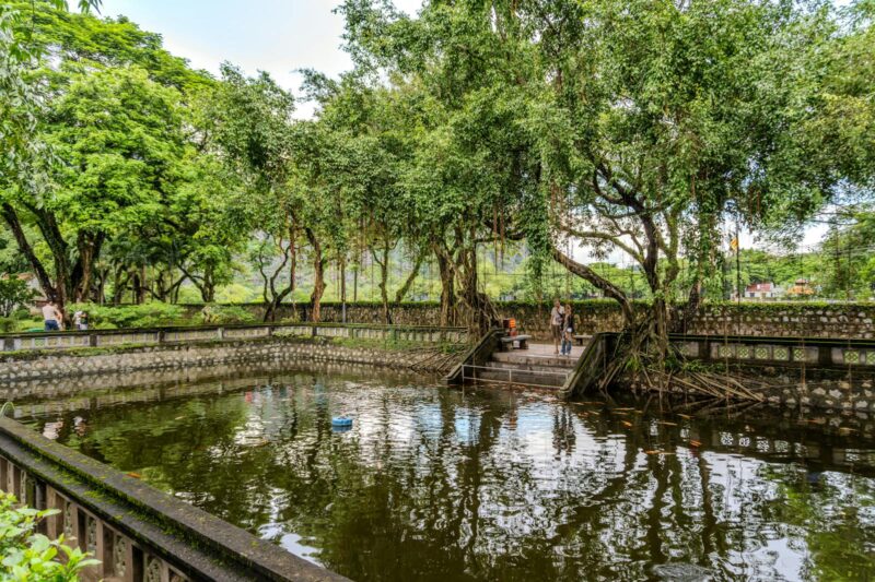 I’ve Been Watching Herbs Disappear. What It Taught Me About Plants and Ecosystems