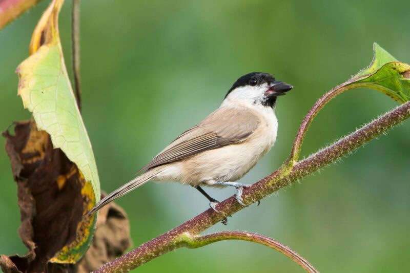 What Are the Main Factors That Cause Imbalance in Ecosystems?