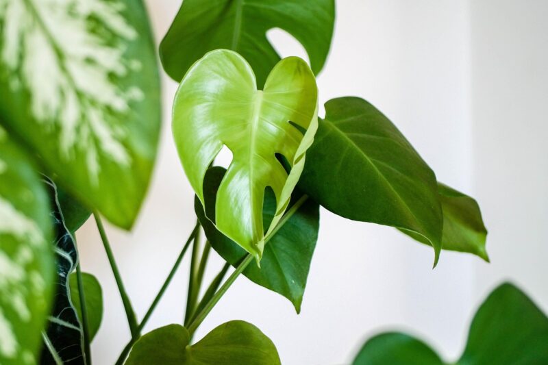 Which Indoor Plants Are Best for Oxygen and Air Quality?