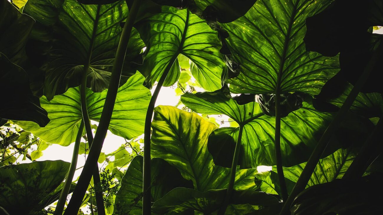 Vibrant green taro leaves backlit by sunlight, creating a natural canopy effect in Edinburgh.