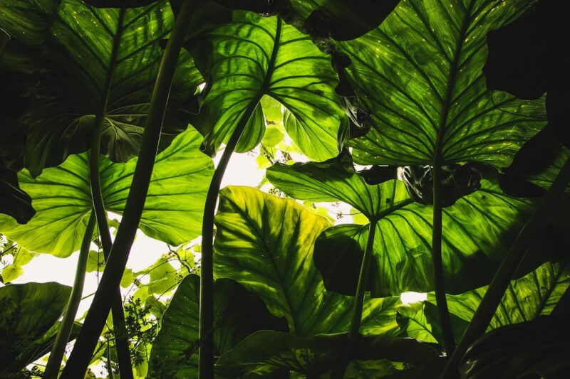 What Is Plant Taxonomy?