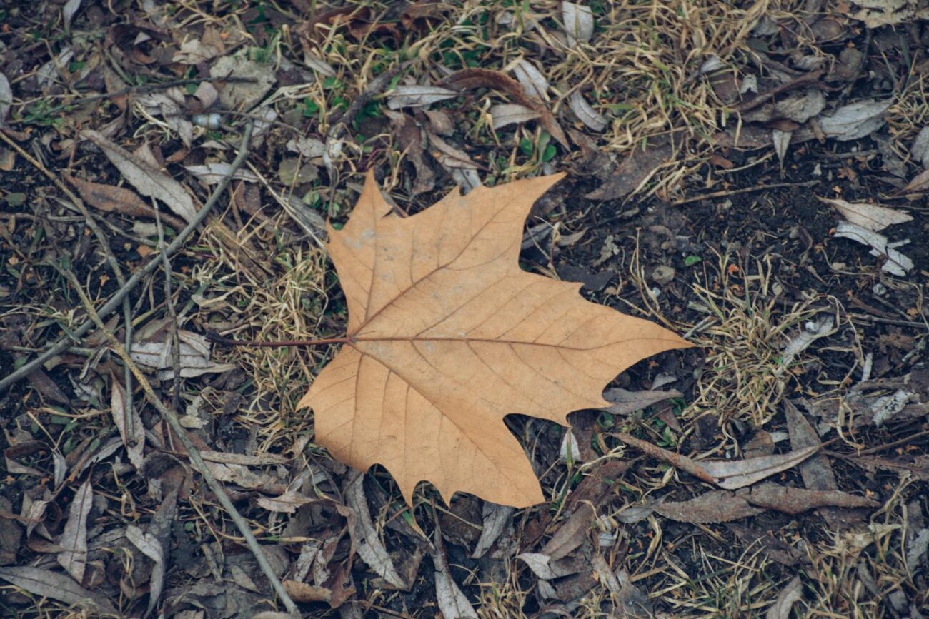 Brown maple leaf resting on dry grass and soil in autumn setting.