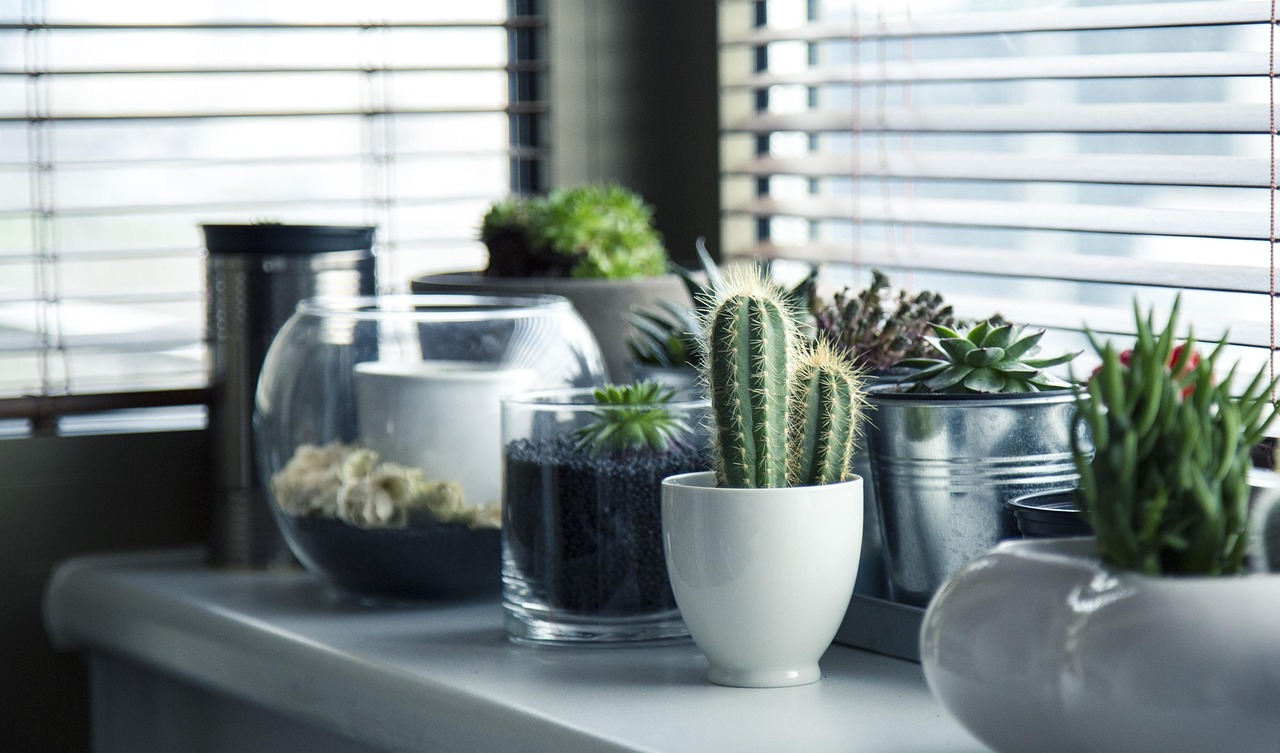 pots, plants, cactus, succulents, shelf, window, nature, gardening, potted, design, home, interior, decor, potted plants, indoor plants, plants, plants, plants, plants, plants, cactus, gardening, home, home, home, home, indoor plants