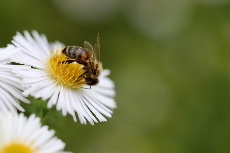 How Do Indoor Gardens Get Pollinated?
