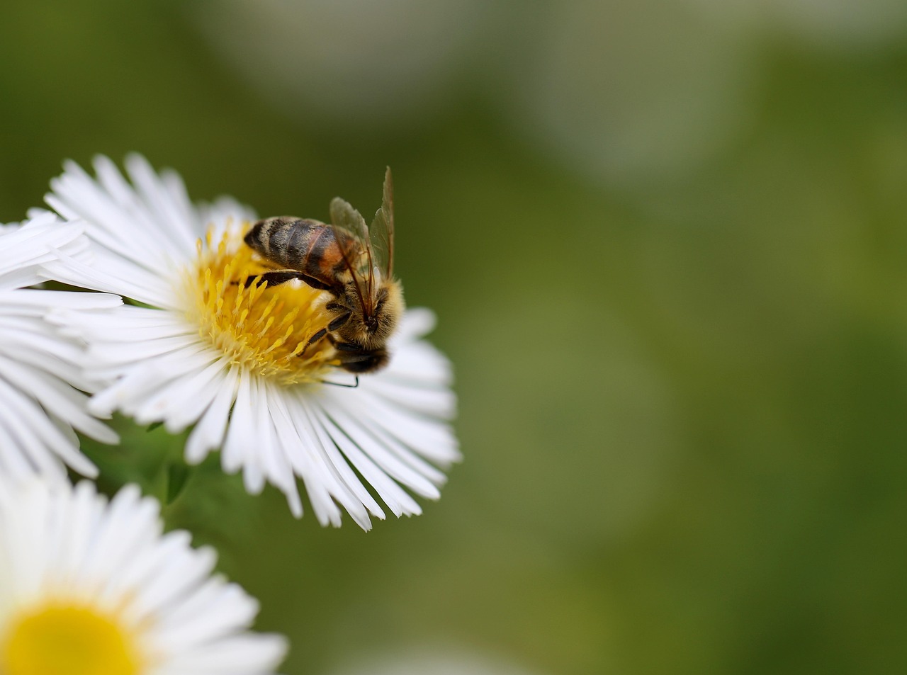 bee, honey bee, insect, pollination, aster, white flower, pollinate, petals, white flowers, bee, bee, bee, bee, bee, honey bee