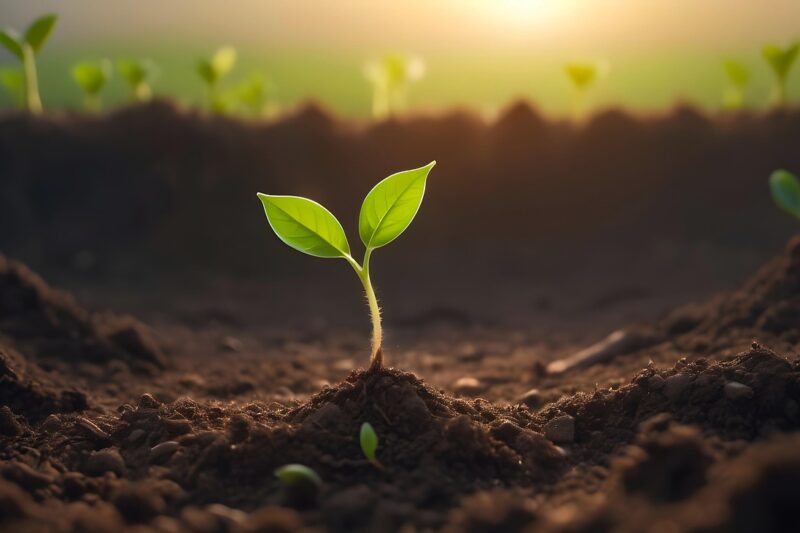 How Do Plants Get Nutrients?