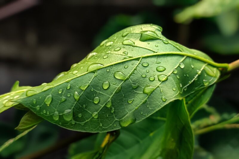 What Is Plant Biology?