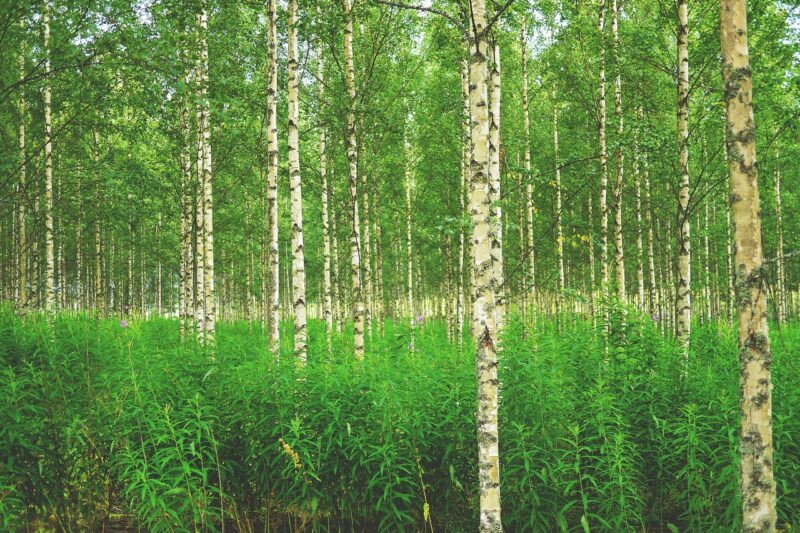 How Warming an⁠d Tropo‌spher‍ic Ozone‍ Affect Silver Birch​ Growth and S‍oil Res​piration.