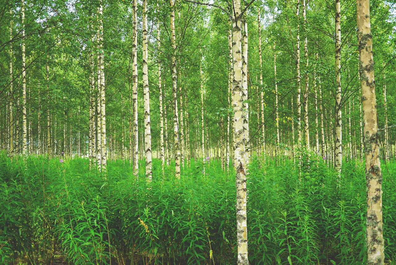 forest, birch, birch forest, trees, nature, finland, scandinavia, north, birch, finland, finland, finland, finland, finland