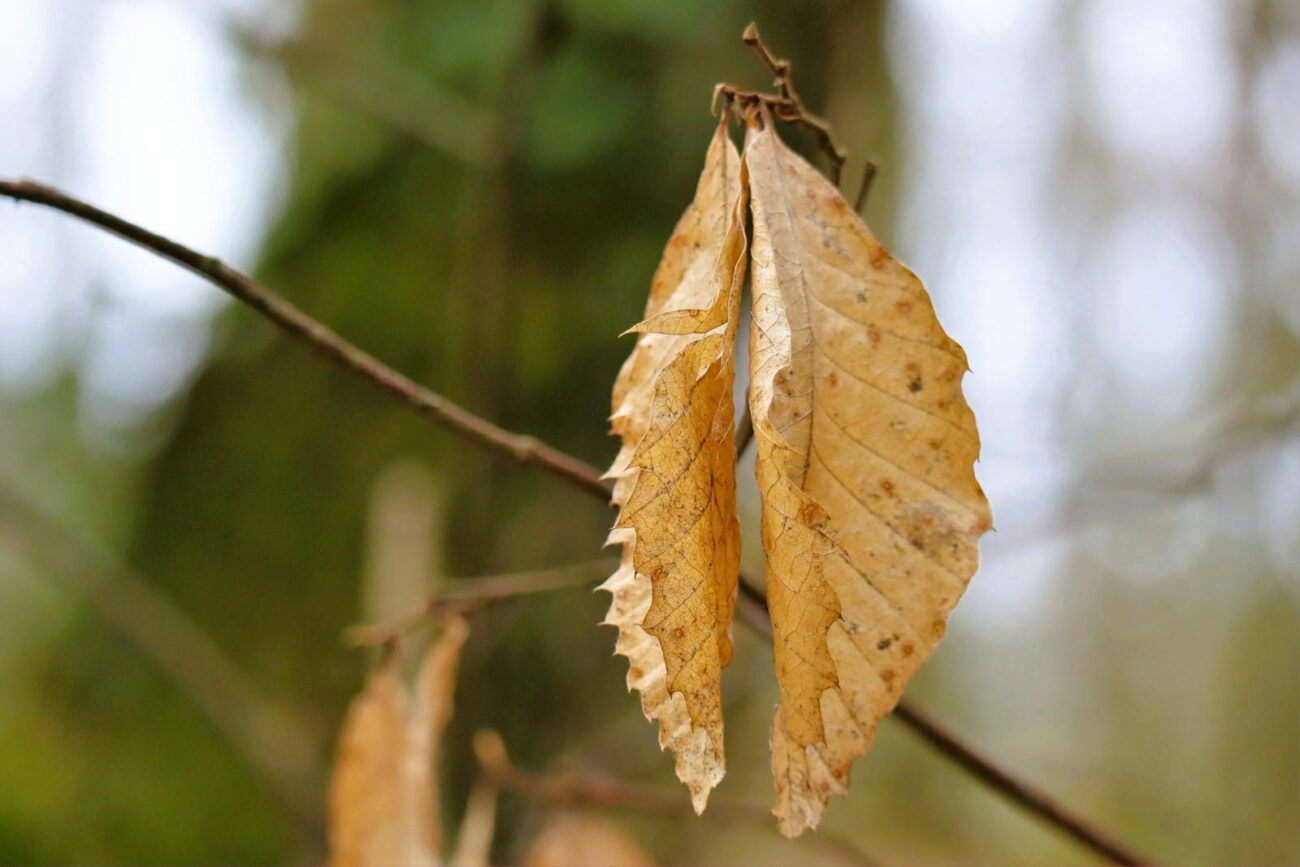 Detailed view of yellow oak leaves on a branch during fall season in forest.