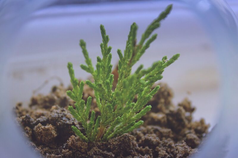 The Benthic Battery: Why the Soil is the Heart of Your Ecosystem.