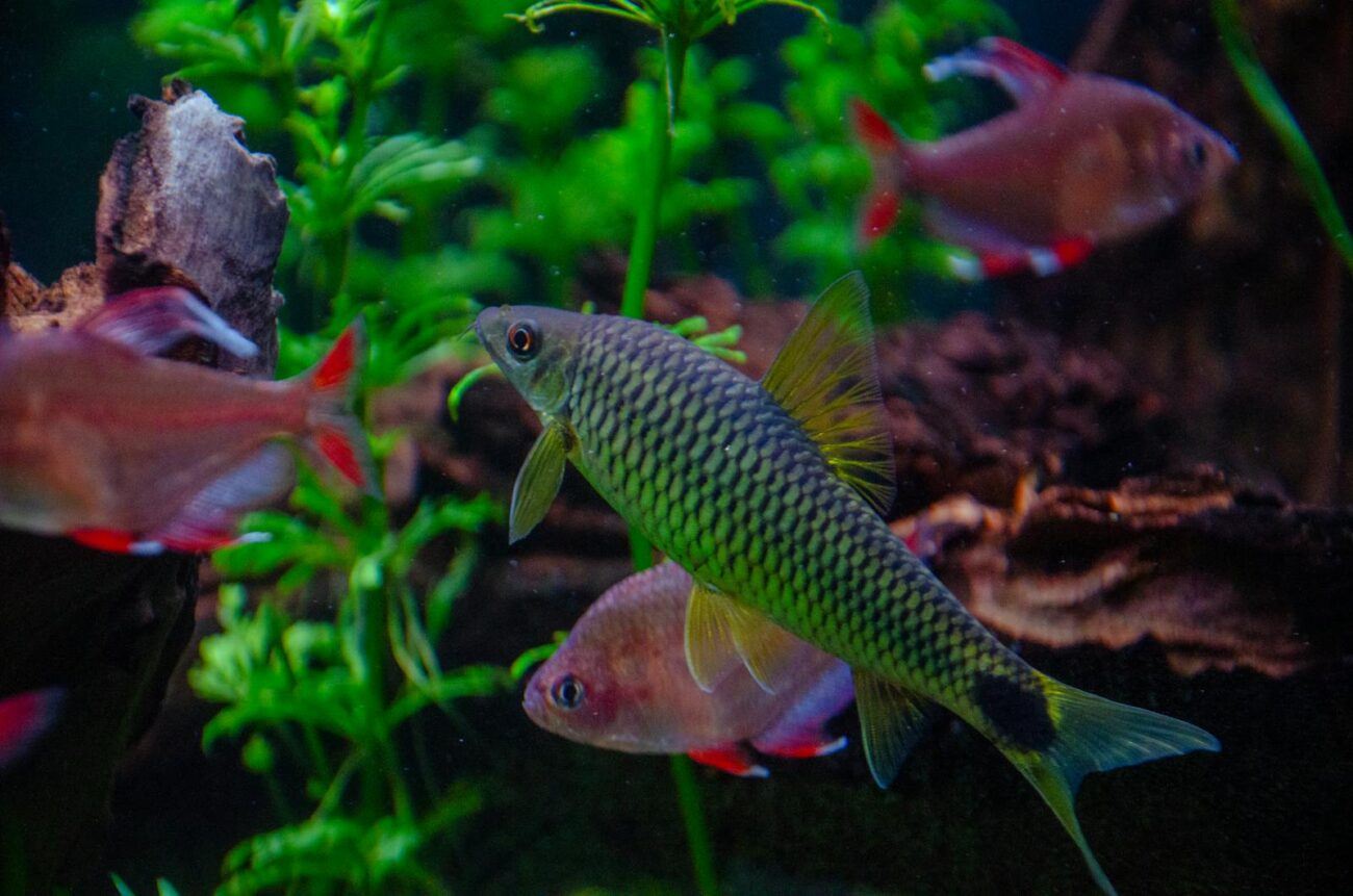 Colorful aquarium fishes swimming among green aquatic plants. Captivating underwater scene in Villach, Austria.