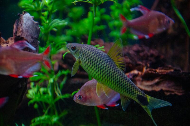 Engineering Equilibrium: A Biogeochemical Approach to Closed-Loop Aquatic Systems.