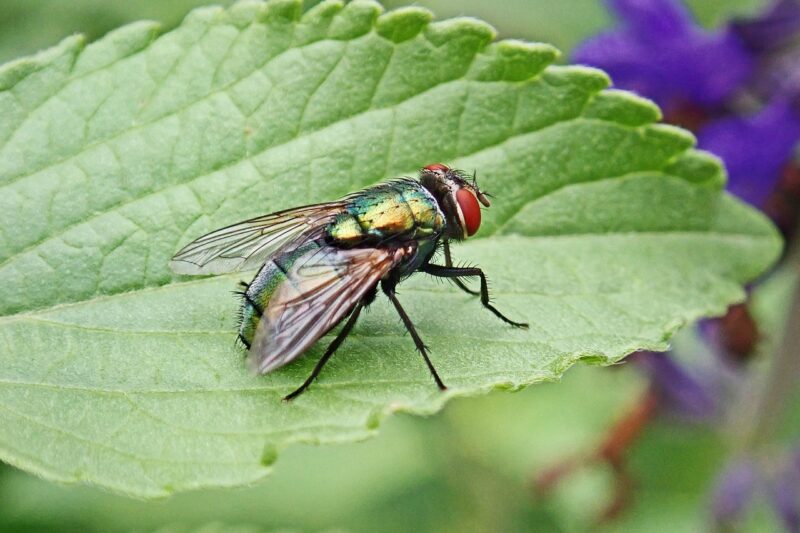 Practical Guide to Organic Pest Control.