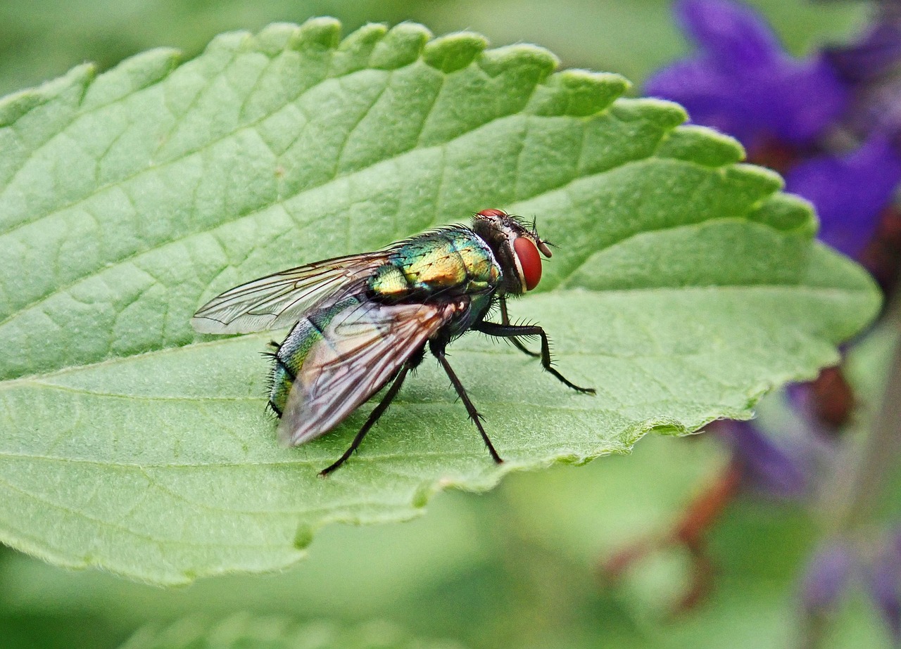 fly, insect, pest, colorful, wildlife, leaf, garden, nature, fly, fly, fly, fly, fly, pest