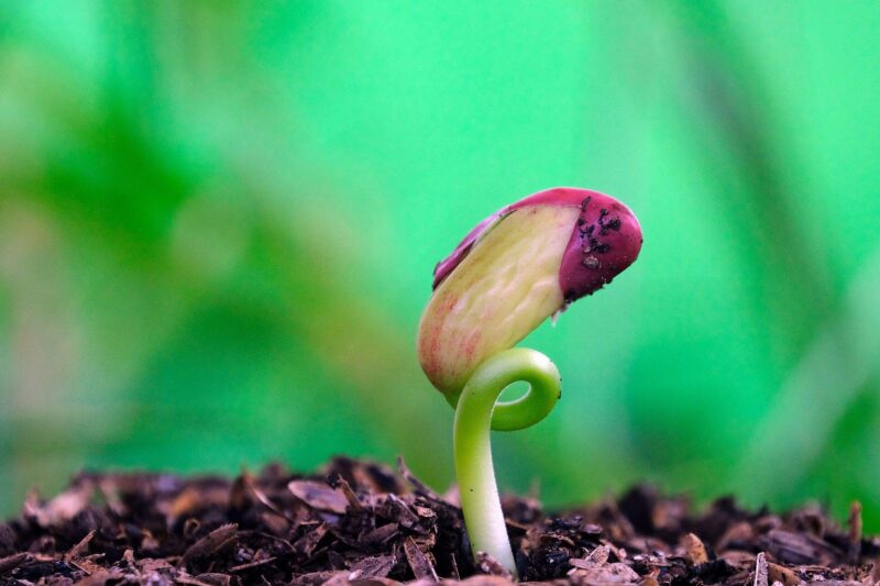 Timing in Plant Reproduction: When Seeds Enter Active Growth.