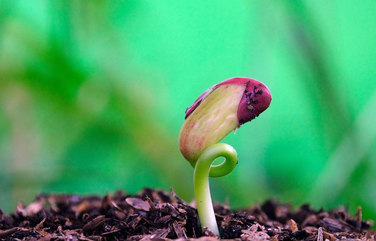 red bean, plant, nature, germination, macro, germination, germination, germination, germination, germination