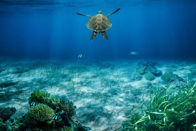 What Are the 7 Main Types of Ecosystems? (Plus 10 Real-World Examples)