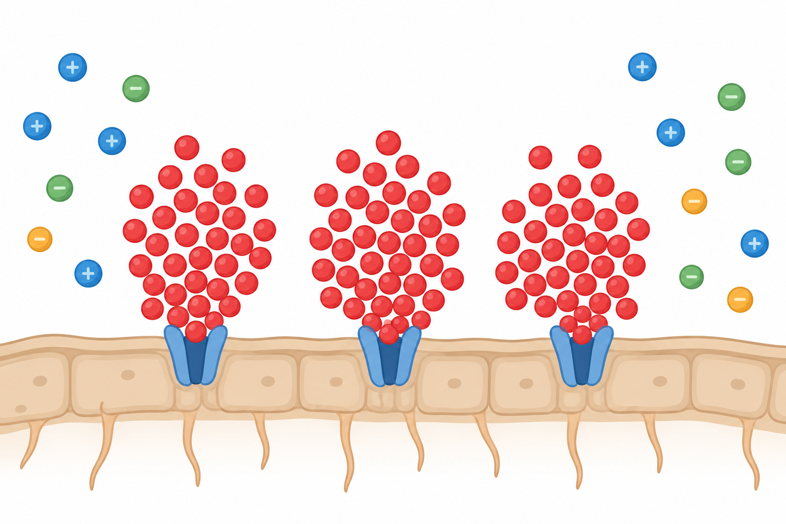 Diagram showing excess potassium ions crowding and blocking nutrient channels at a plant root while calcium and magnesium are locked out