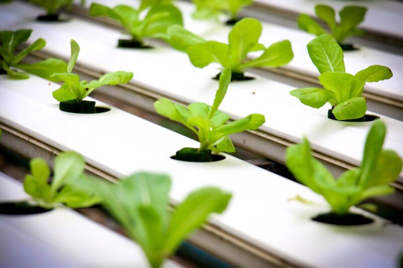 Beyond Soil: Why Microbes Still Matter in Hydroponics