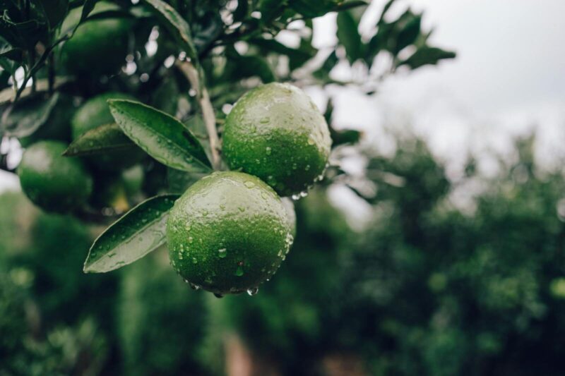 Are Your Fruit Trees Under Secret Attack? How to Protect Them from Pests and Diseases.