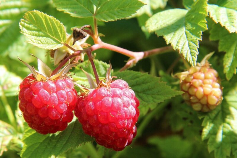 How to Grow Raspberries:⁠ A Simple Guide for Home Gardens.