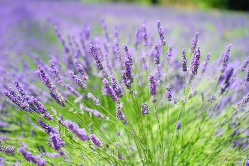 How to Grow Lavender (Lavandula spp.): A Friendly Guide
