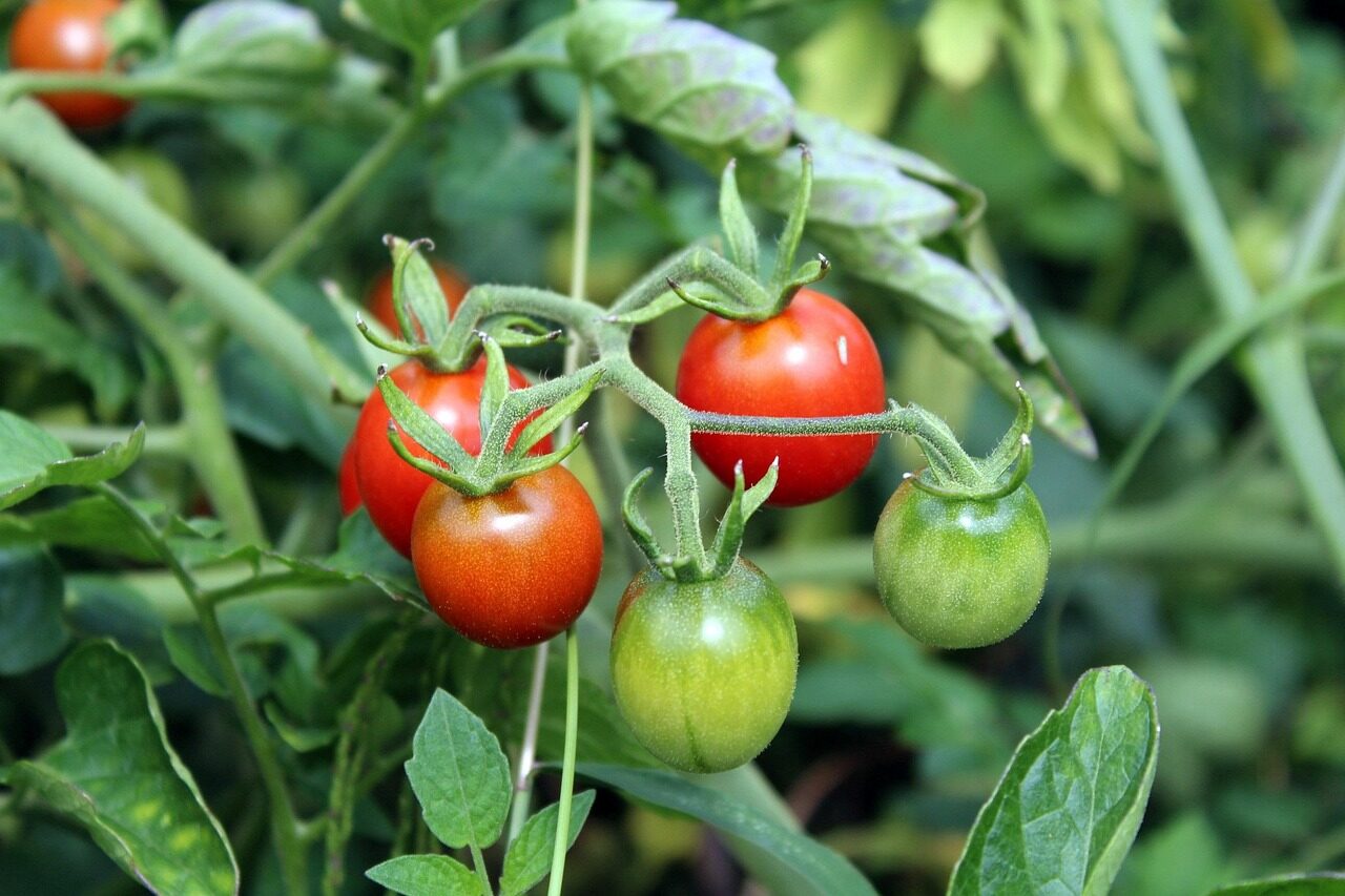 tomatoes, vegetables, garden, food, the cultivation of, bush, nature, a garden plant, red tomato, cherry tomatoes, ripening, tomatoes, cherry tomatoes, cherry tomatoes, cherry tomatoes, cherry tomatoes, cherry tomatoes