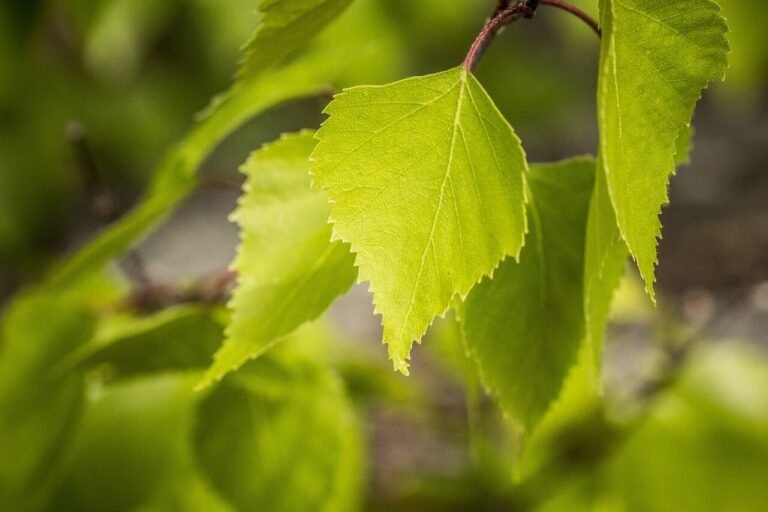 How to Grow Birch Trees: A Practical Guide from My Experience. - Plant ...