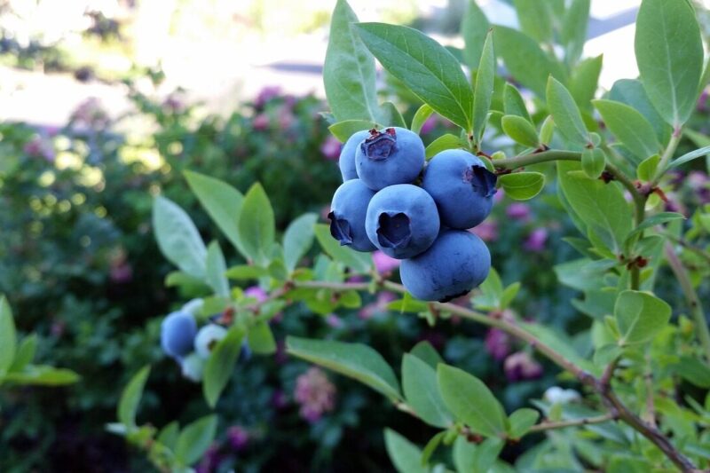 How to Grow Blueberries: A Complete Guide for Home Gardeners.