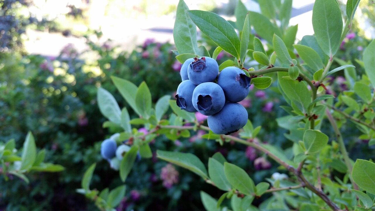 rubel blueberry, blueberry, fruit, plant, blue, fall, nature, grow, ripe, blueberry, blueberry, blueberry, blueberry, blueberry