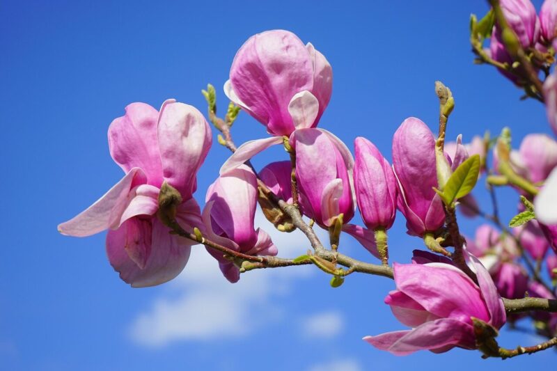 How to Grow Magnolia Trees (Magnolia spp.) – A Practical Guide