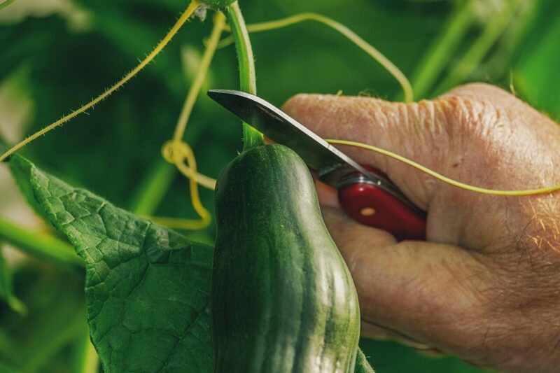 How to Grow Cucumbers (Cucumis sativus L.) for Maximum Yield