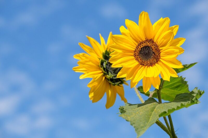 How to Grow Sunflowers (Helianthus annuus): A Plant Scientist’s Friendly Guide