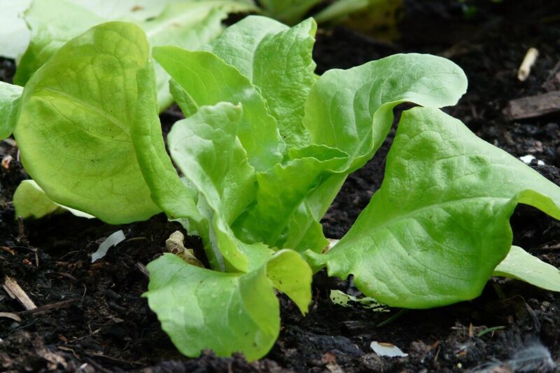 Grow Your Own Lettuce This Summer: A Step-by-Step Guide from Me, a Plant Scientist.