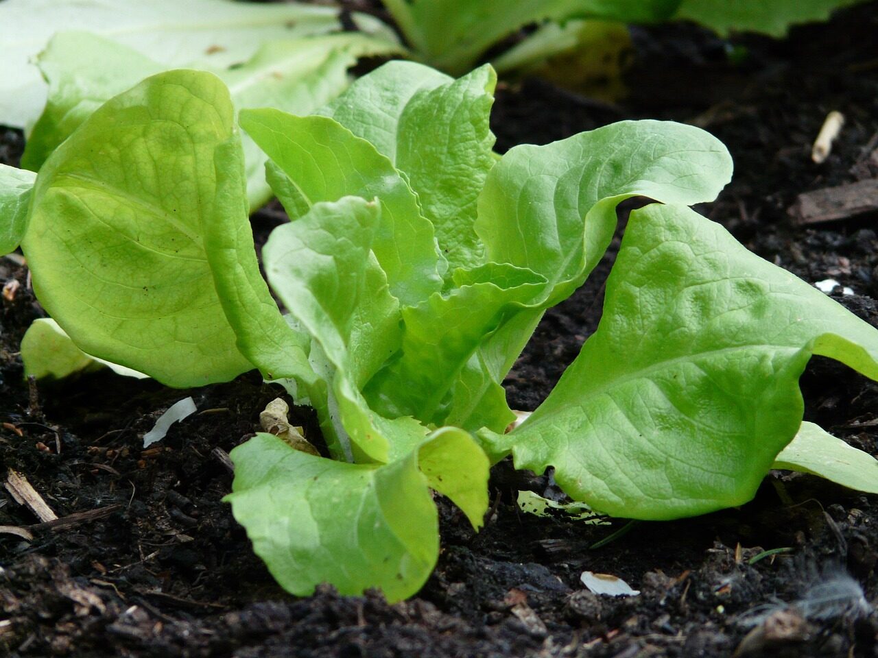 lettuce, salad, lactuca sativa, garden salad, green, food, vegetables, fresh, earth