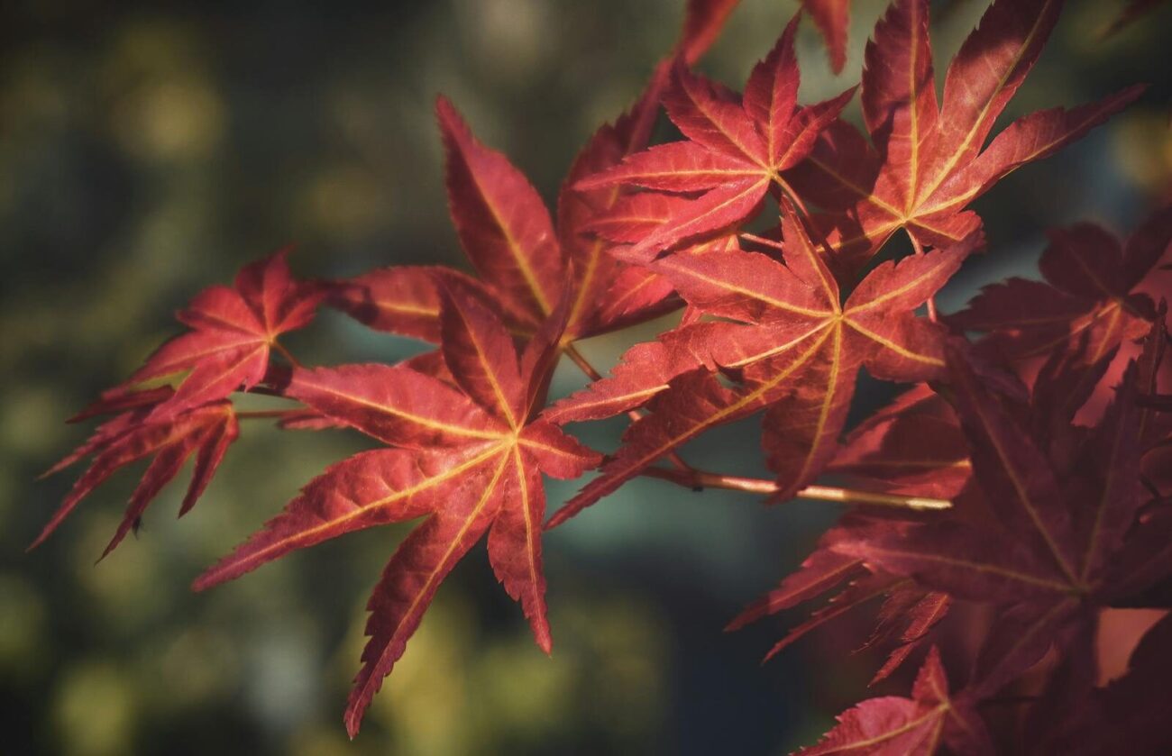 Detailed view of red maple leaves with a blurred background, highlighting autumn beauty.
