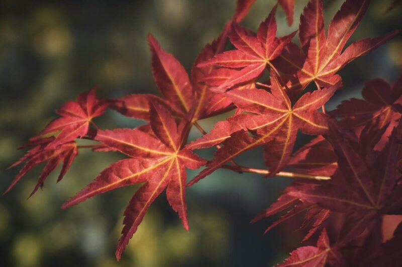 How to Grow Japanese Maple Trees: A Practical, Beginner-Friendly Guide with Insights from My Plant Science Experience.