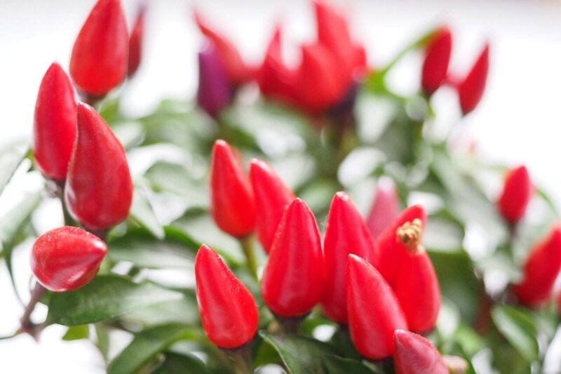 How to Grow Peppers (Capsicum spp.): A Practical Guide for Home Gardeners